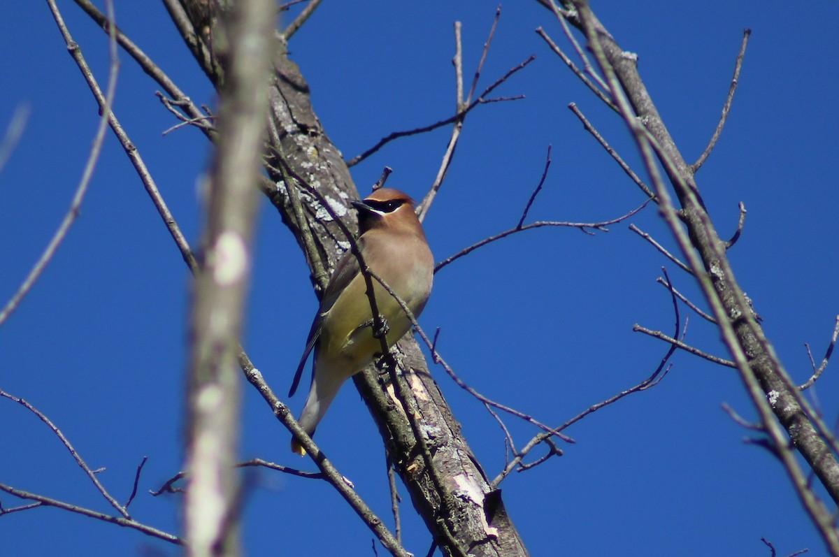 Cedar Waxwing - ML315922171