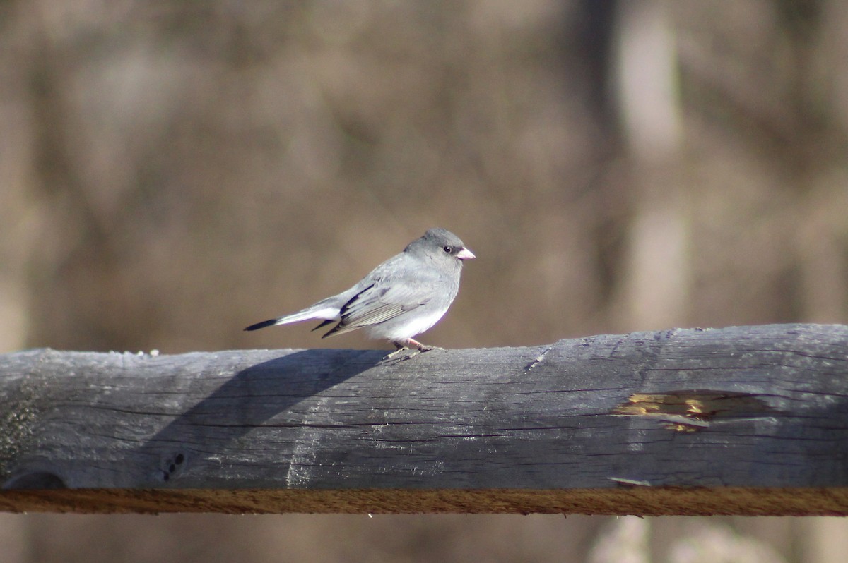 Dark-eyed Junco (Slate-colored) - ML315922241