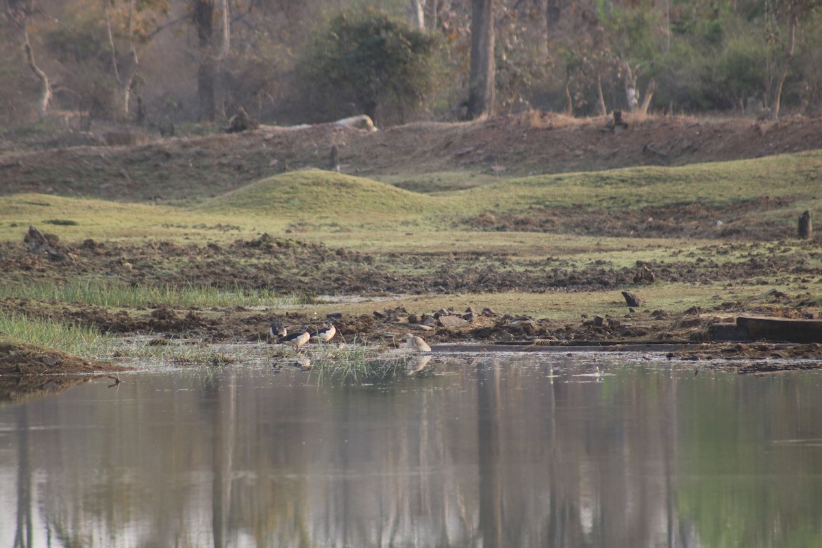 Garganey/Green-winged Teal - ML315922861