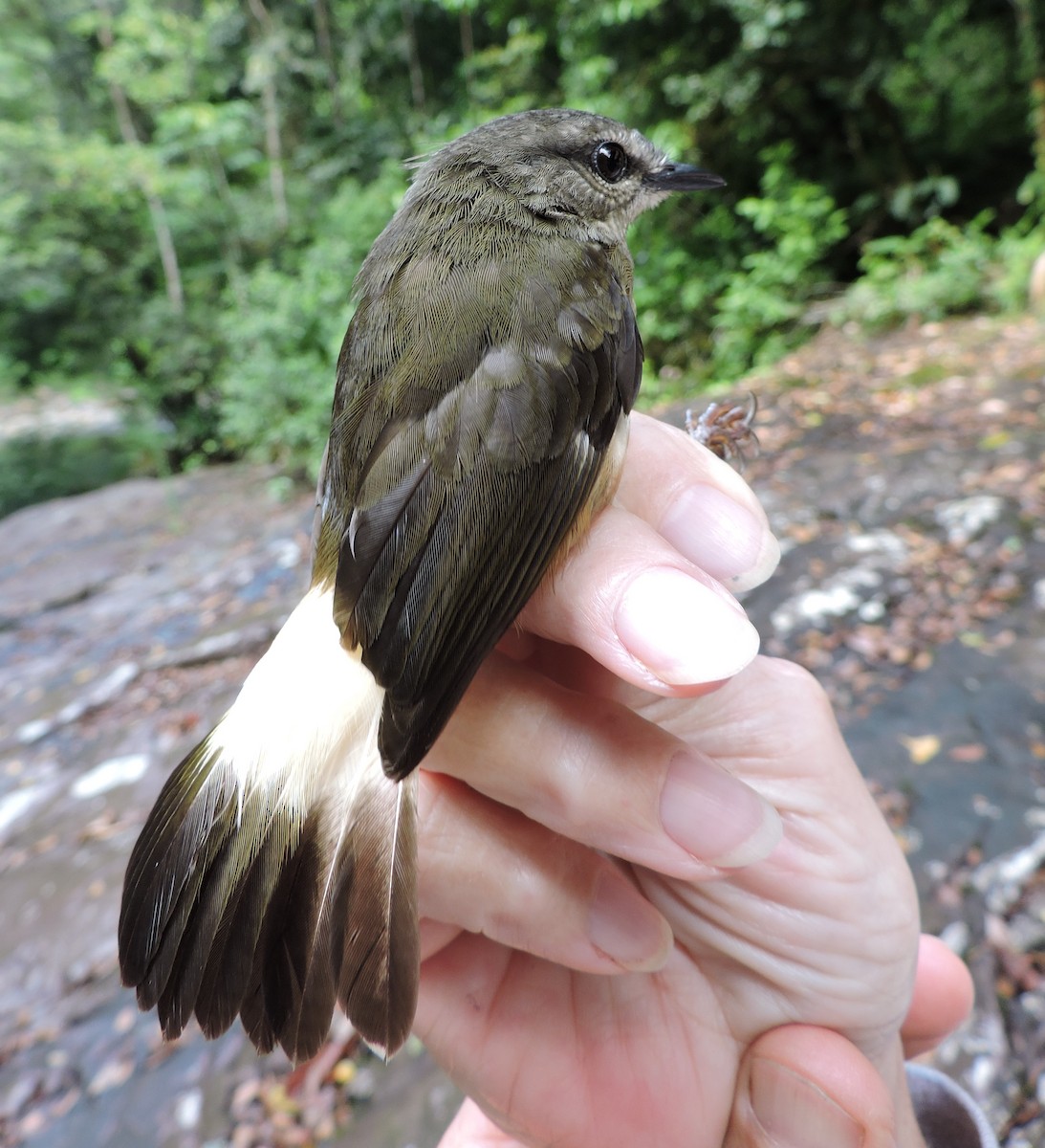 Buff-rumped Warbler - ML31592301