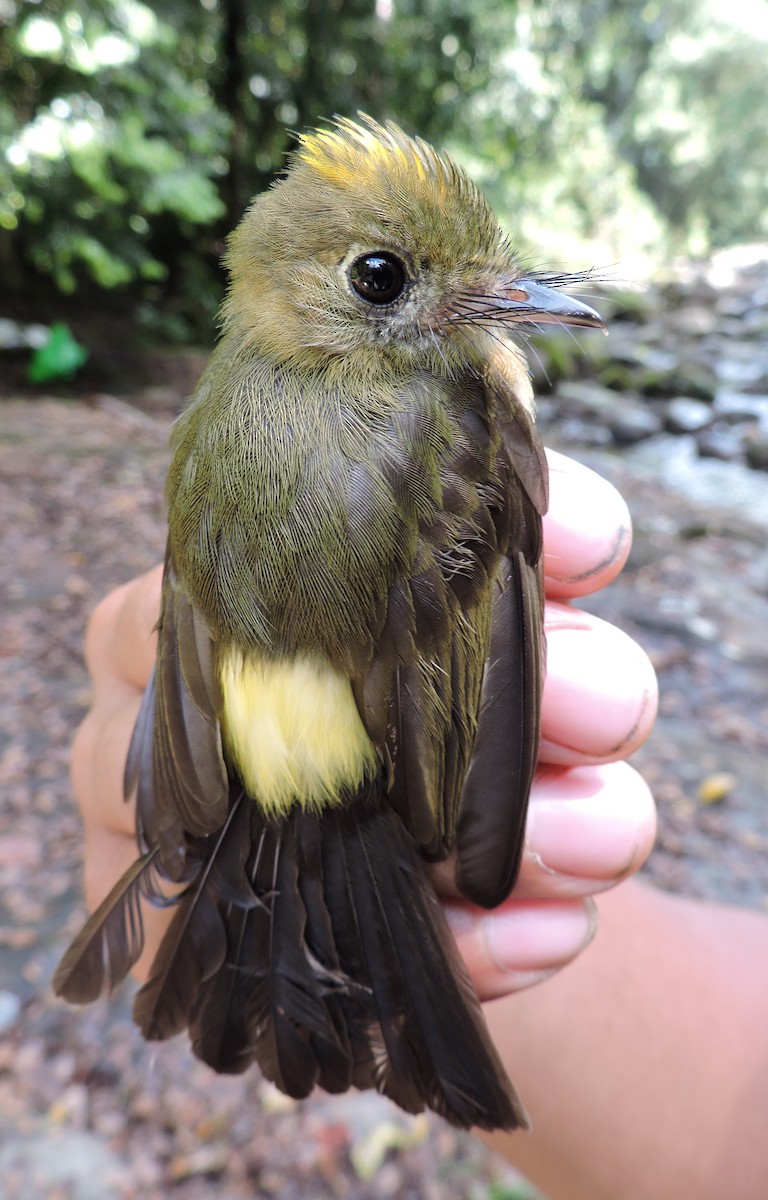 Sulphur-rumped Flycatcher - ML31592351