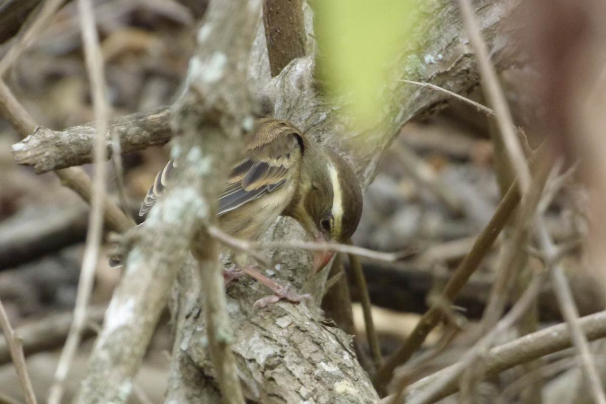 Collared Warbling Finch - ML315923831