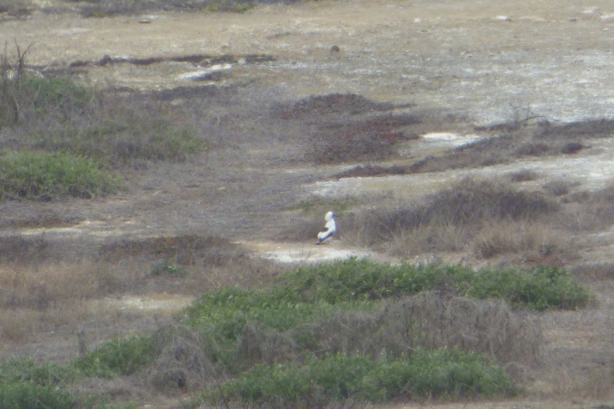 Nazca Booby - ML315925101