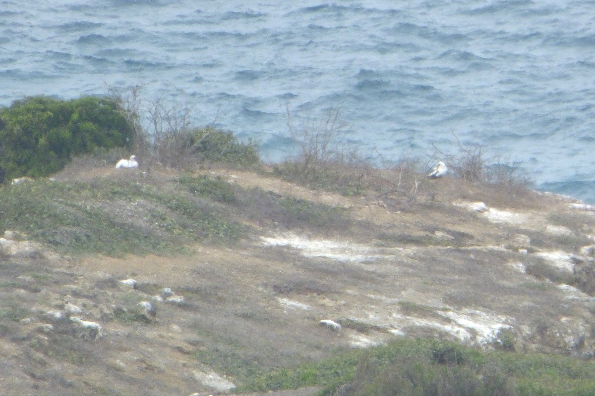 Nazca Booby - ML315925121