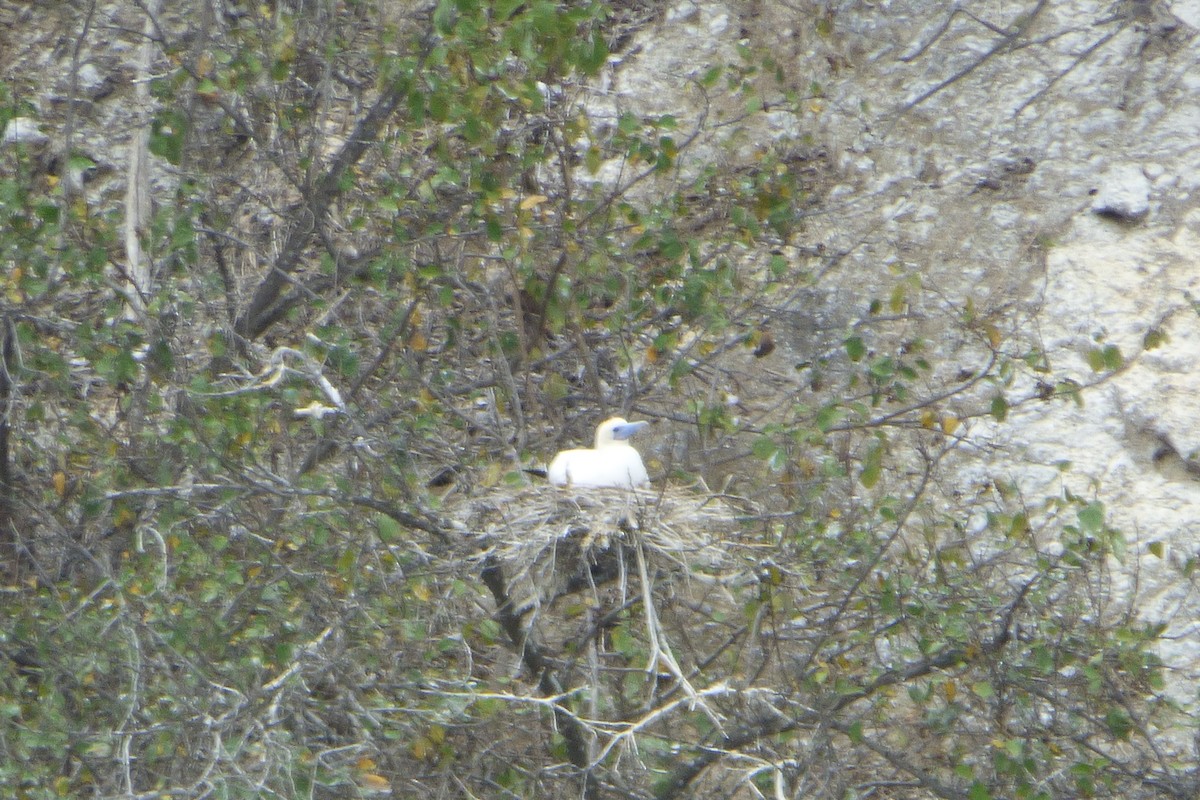 Red-footed Booby (Eastern Pacific) - ML315925641