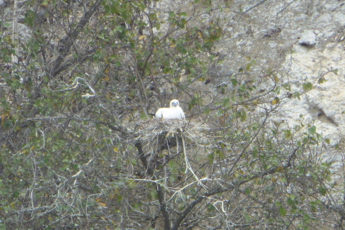 Red-footed Booby (Eastern Pacific) - ML315925661