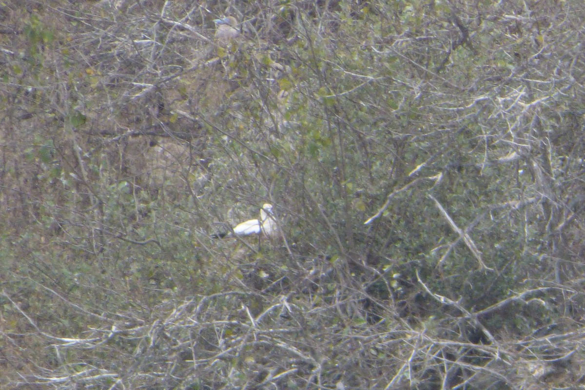 Red-footed Booby (Eastern Pacific) - ML315925711