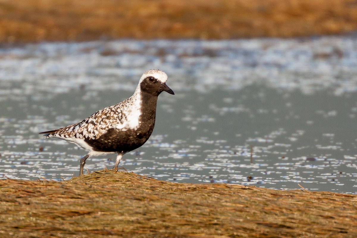 Black-bellied Plover - ML315925751