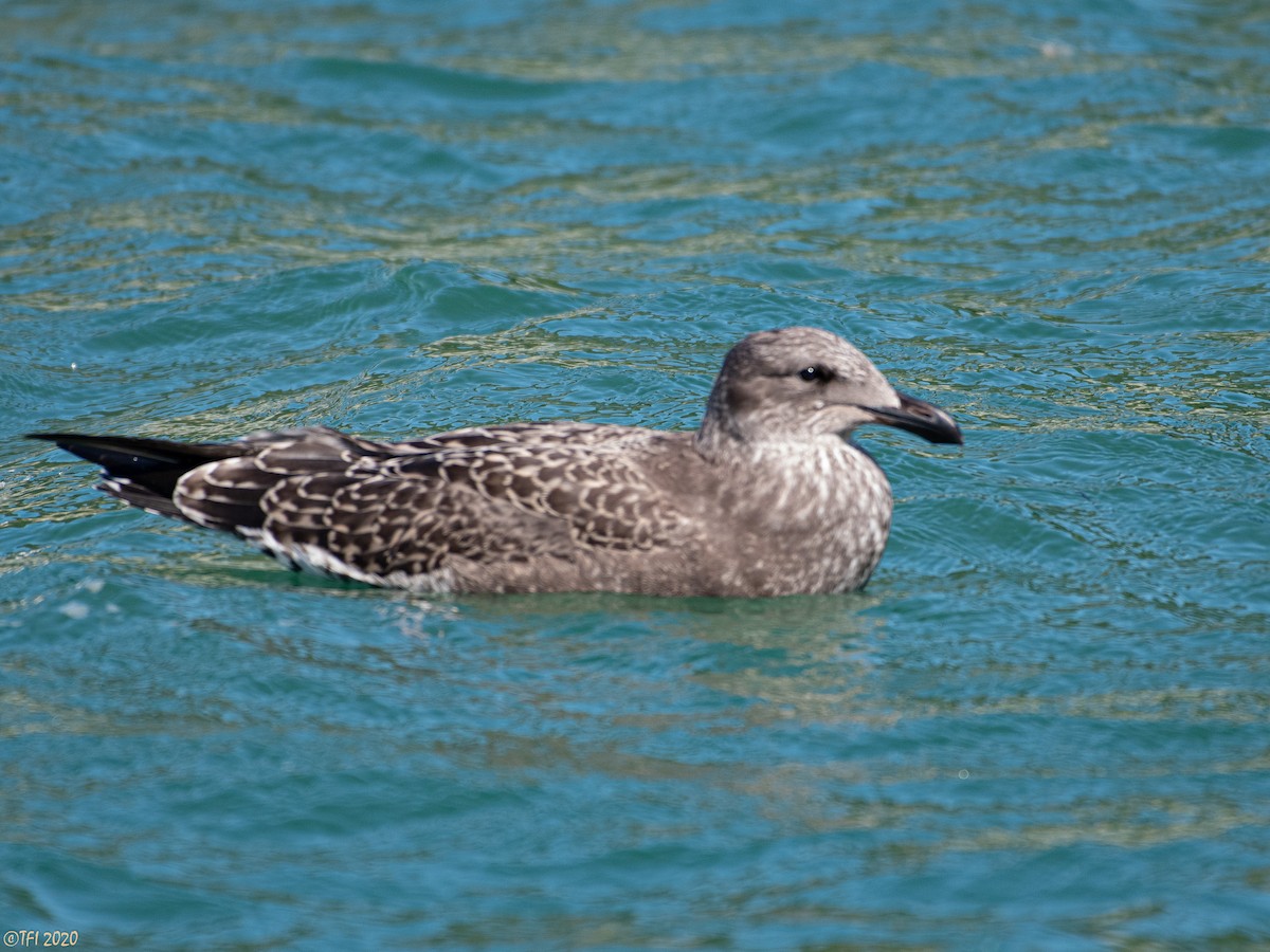 Kelp Gull - ML315926211