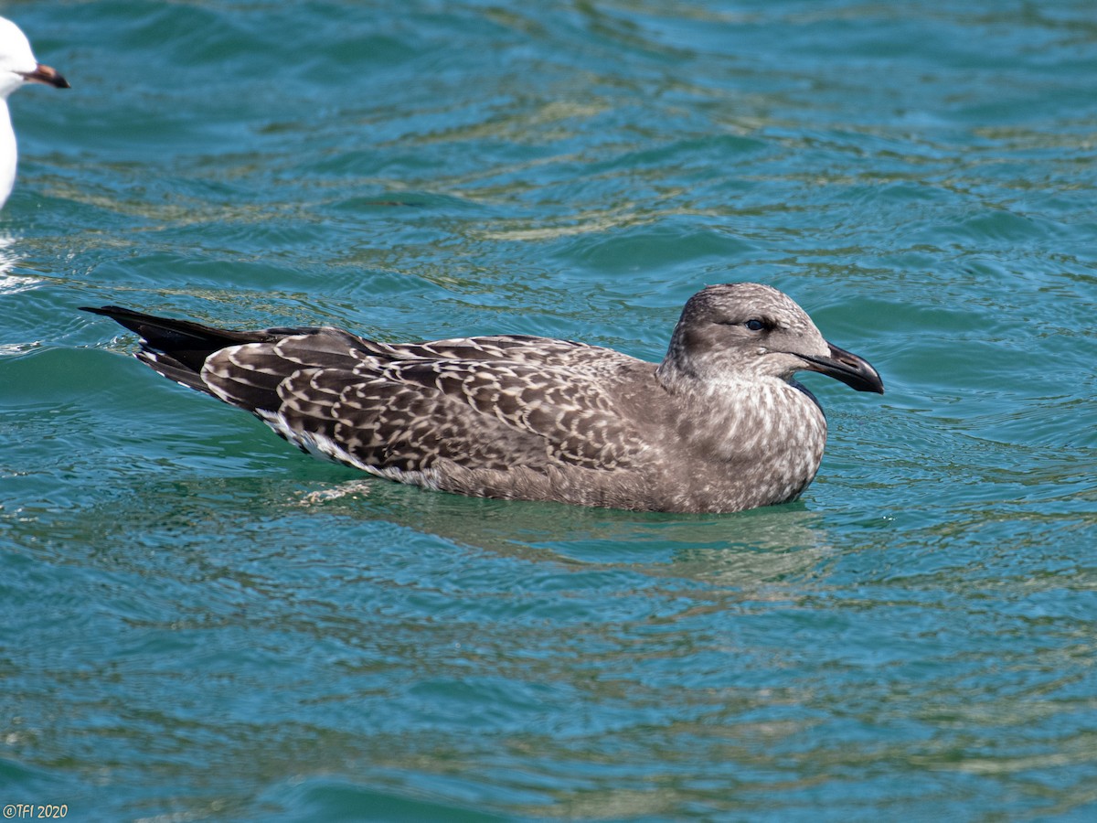 Kelp Gull - ML315926231