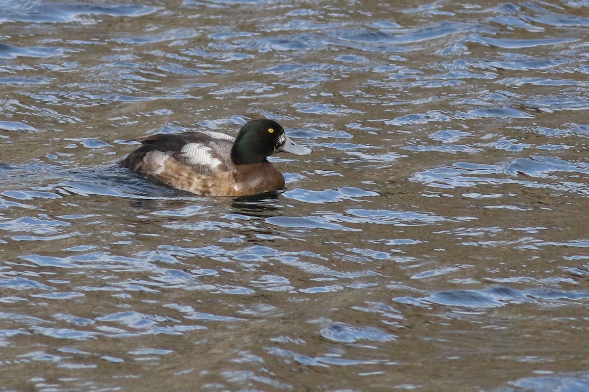 Greater Scaup - ML315926291