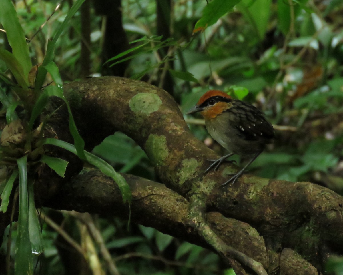 Rufous-crowned Antpitta - ML315926311