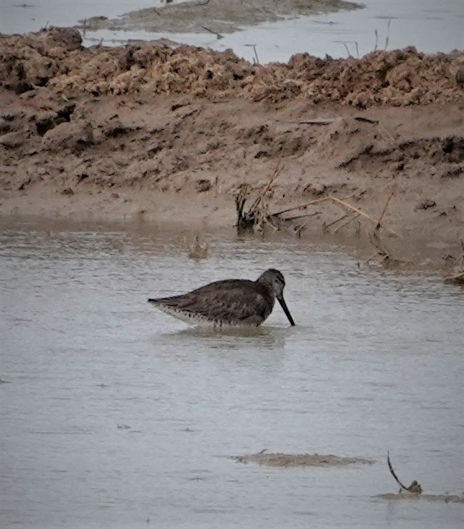 Long-billed Dowitcher - ML315928911
