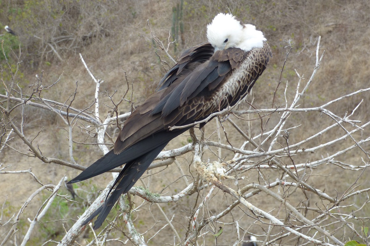 Magnificent Frigatebird - ML315929621