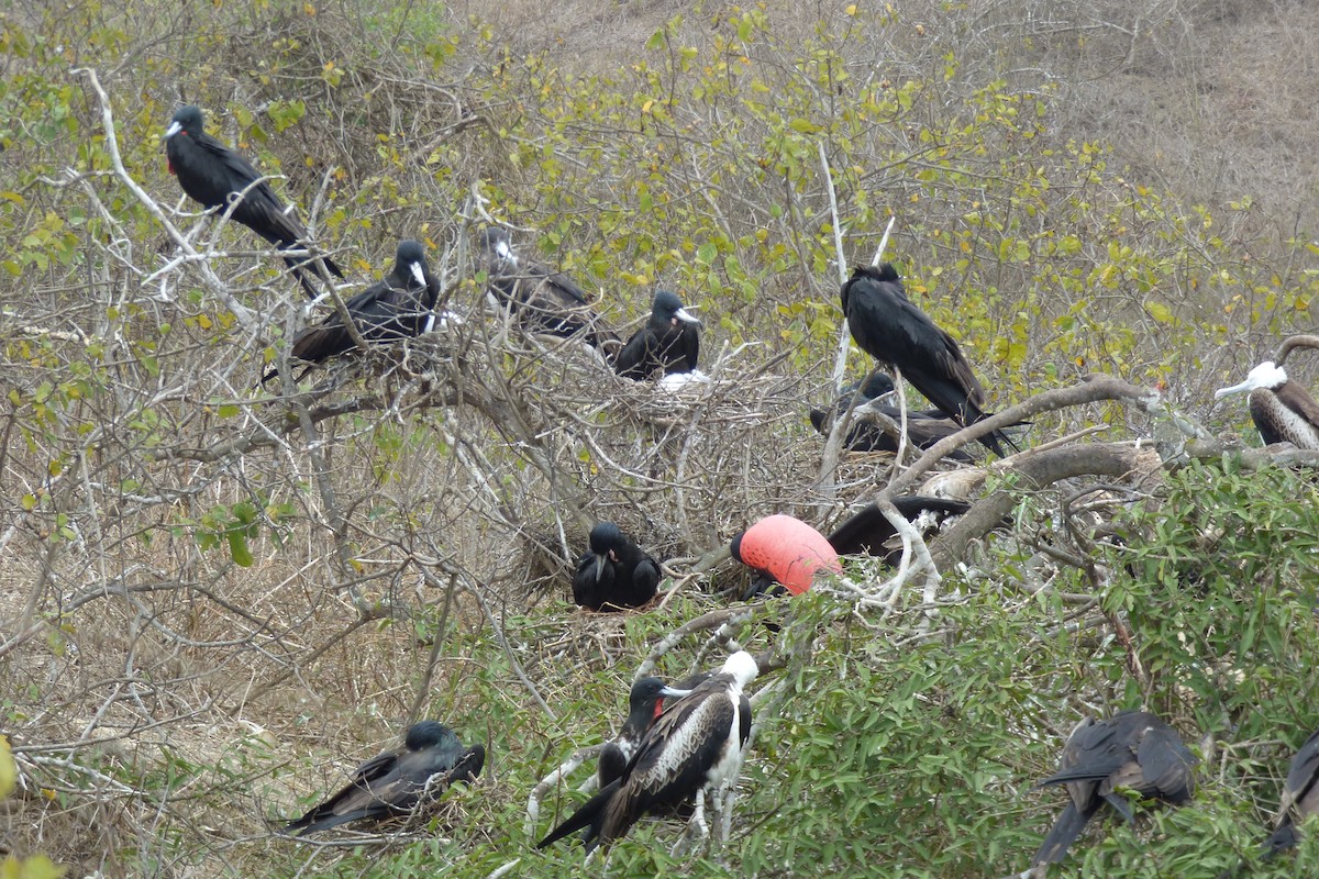 Magnificent Frigatebird - ML315929641