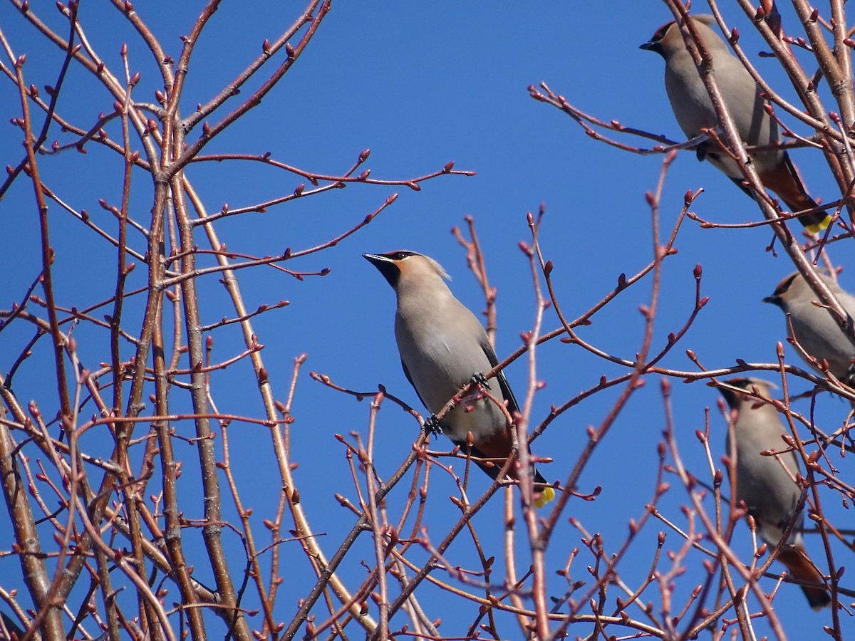 Bohemian Waxwing - ML315930051