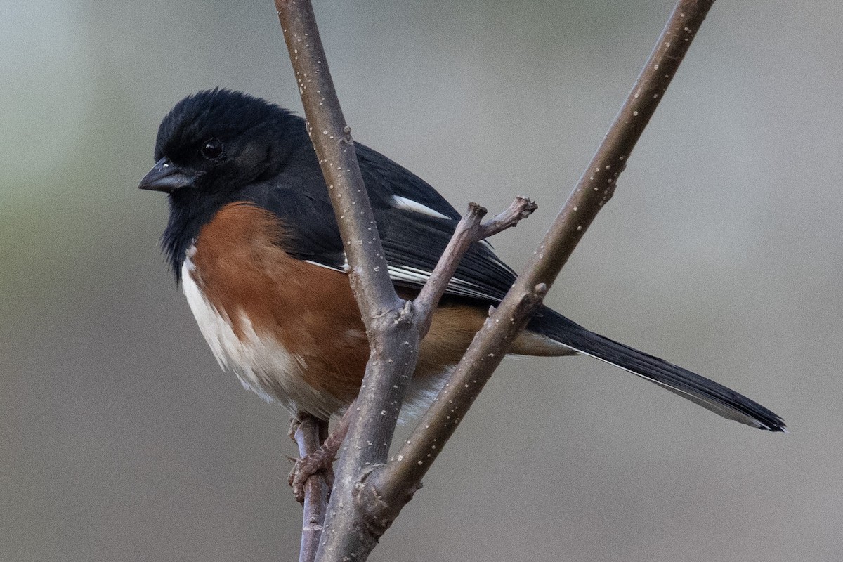 Eastern Towhee - ML315932311