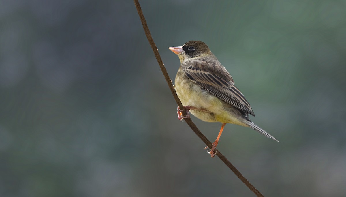 Black-headed Bunting - ML315933951