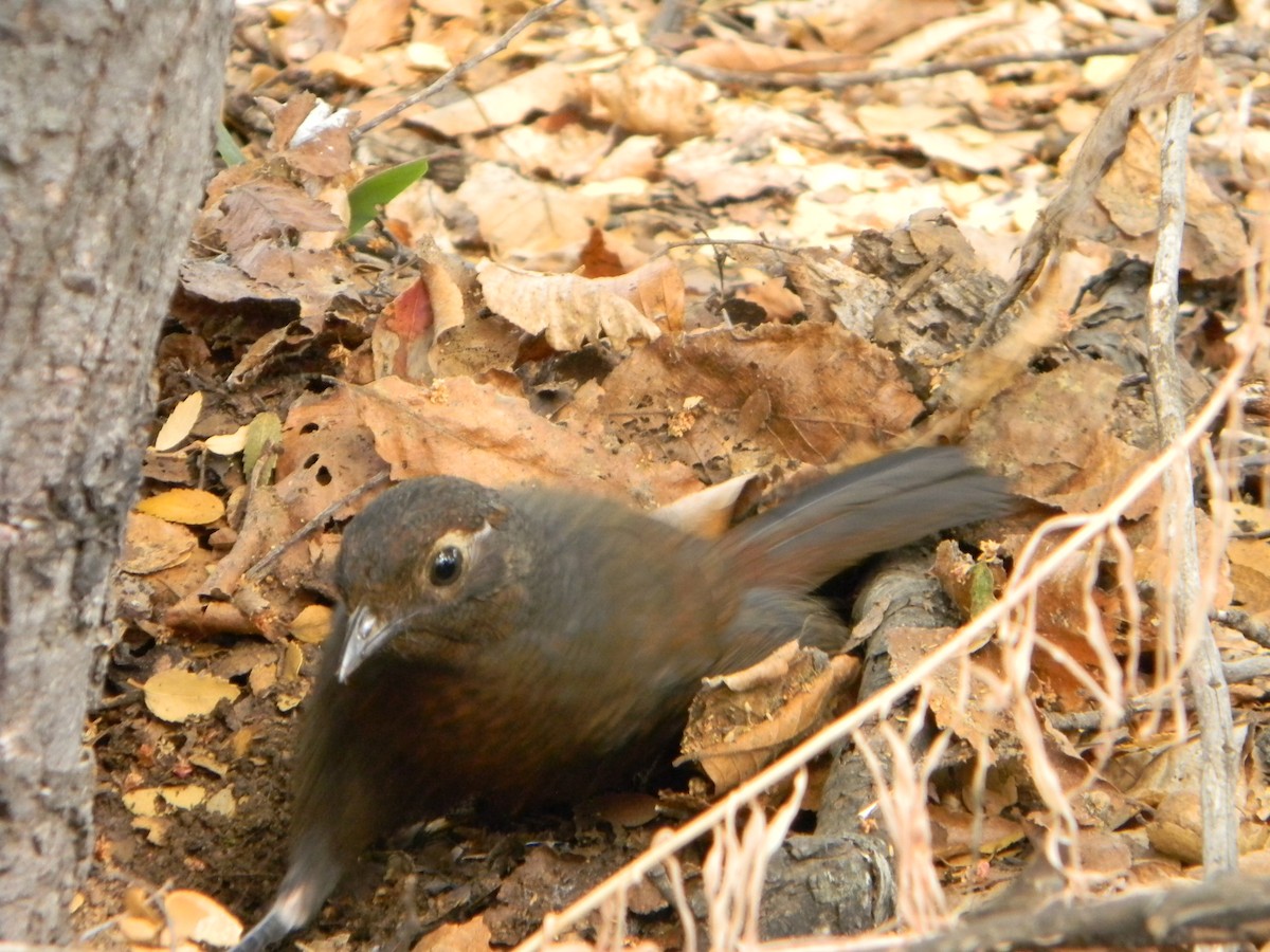 Chestnut-throated Huet-huet - Benito Rosende Godoy