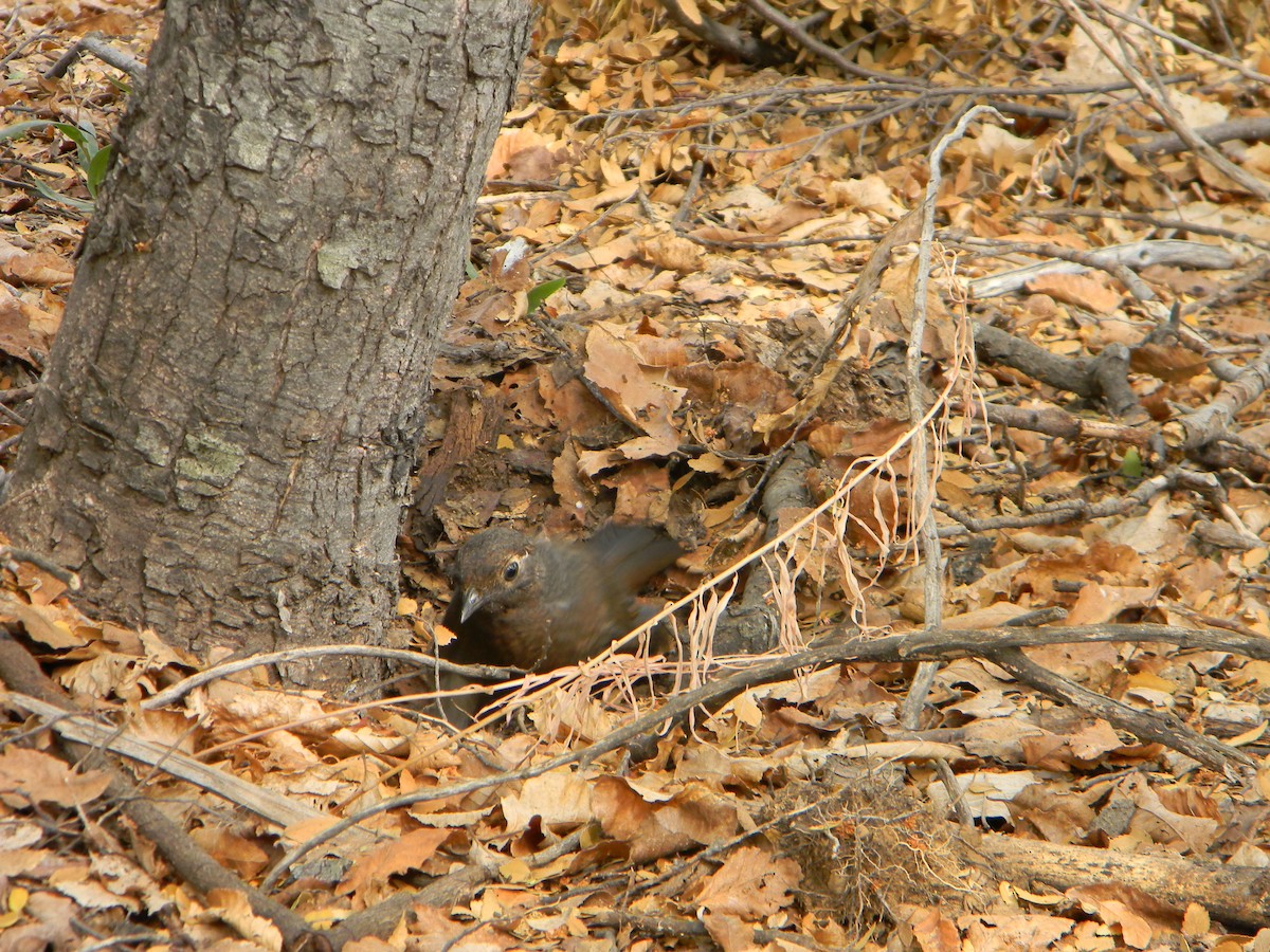 Chestnut-throated Huet-huet - Benito Rosende Godoy