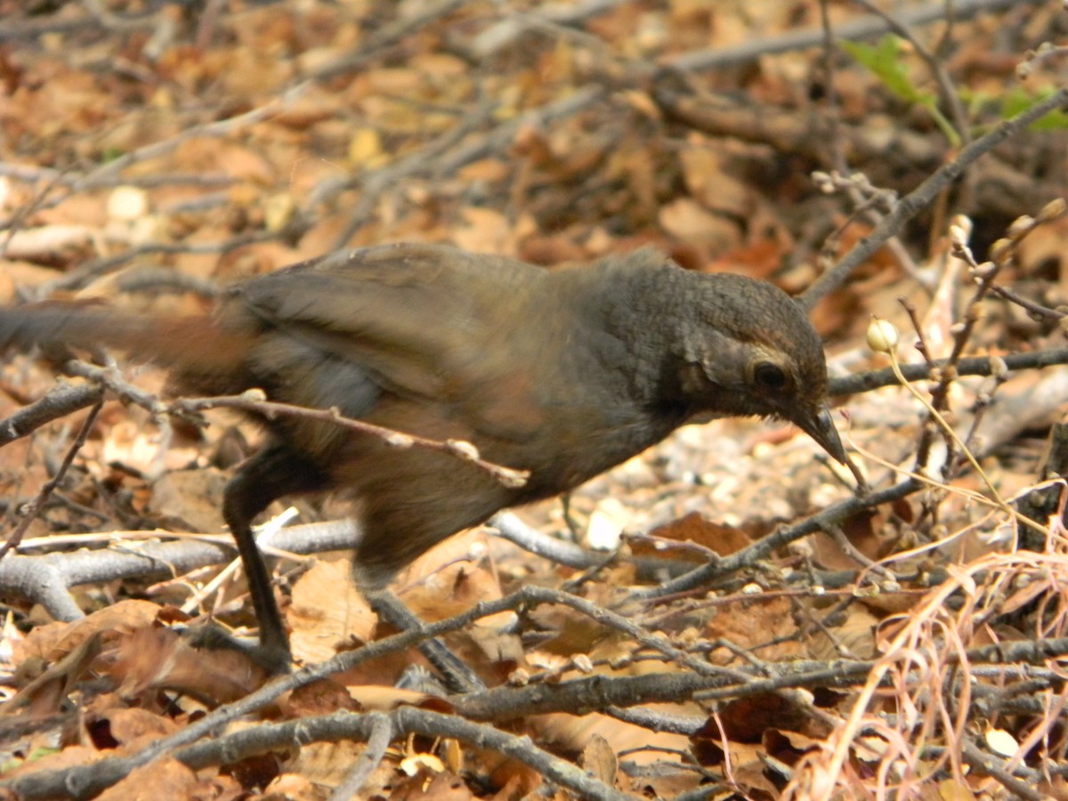 Chestnut-throated Huet-huet - Benito Rosende Godoy