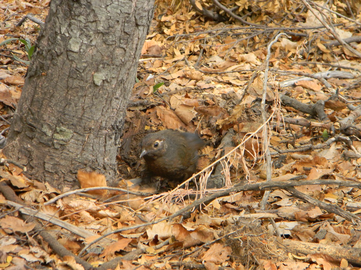 Chestnut-throated Huet-huet - Benito Rosende Godoy