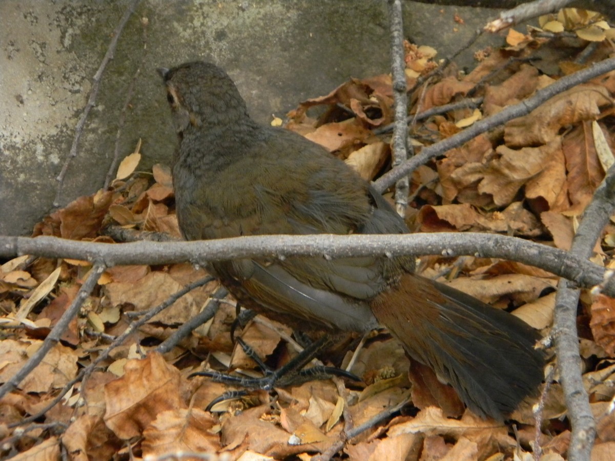 Chestnut-throated Huet-huet - ML315934371