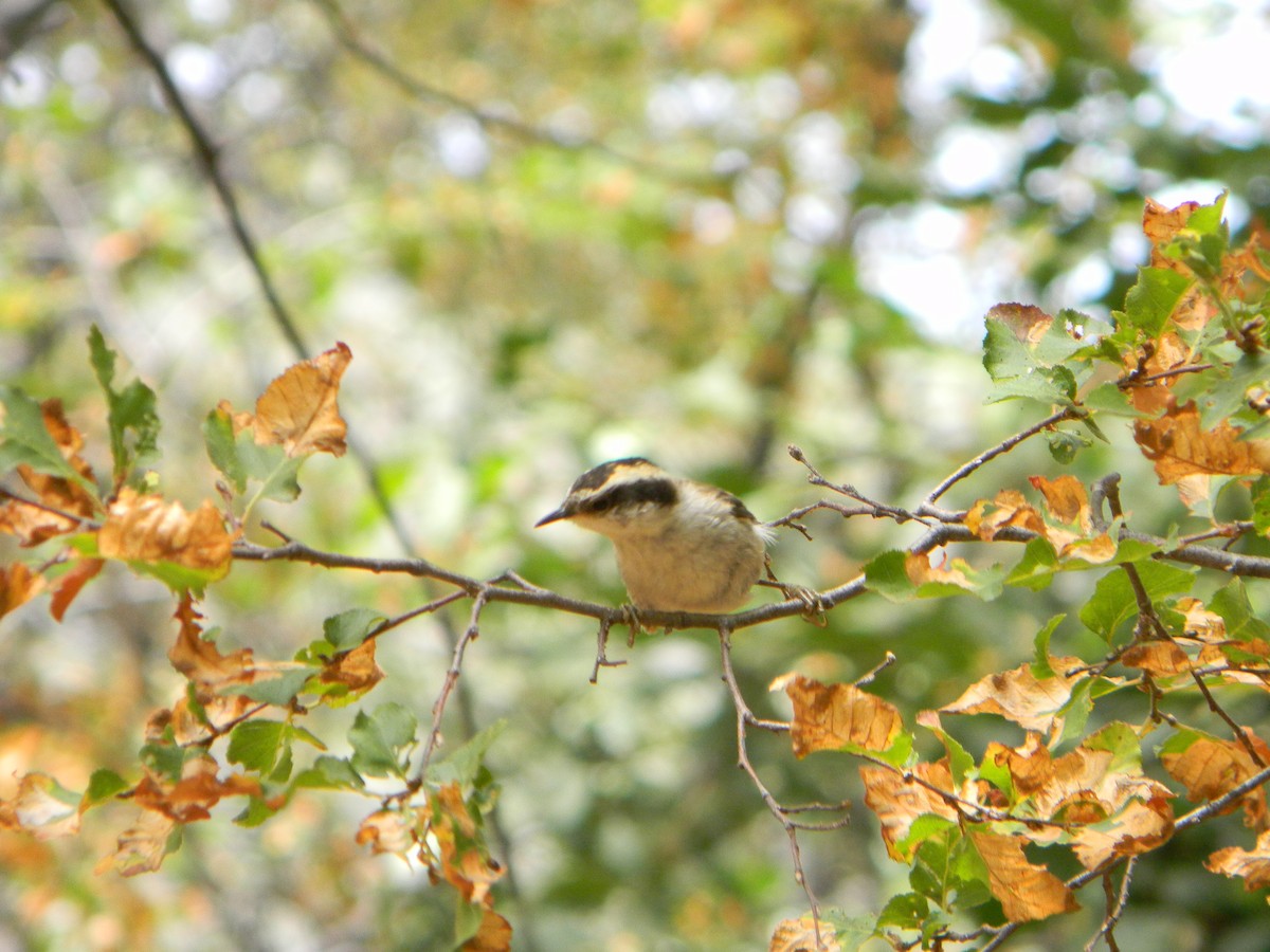 Thorn-tailed Rayadito - Benito Rosende Godoy