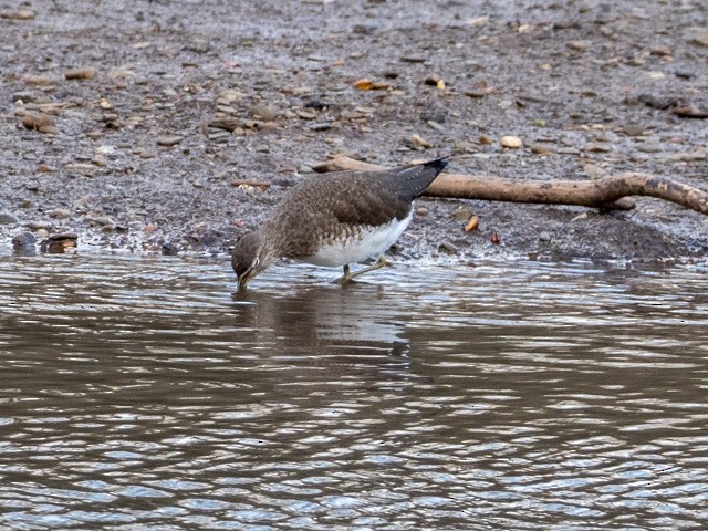 Green Sandpiper - John Tebbet