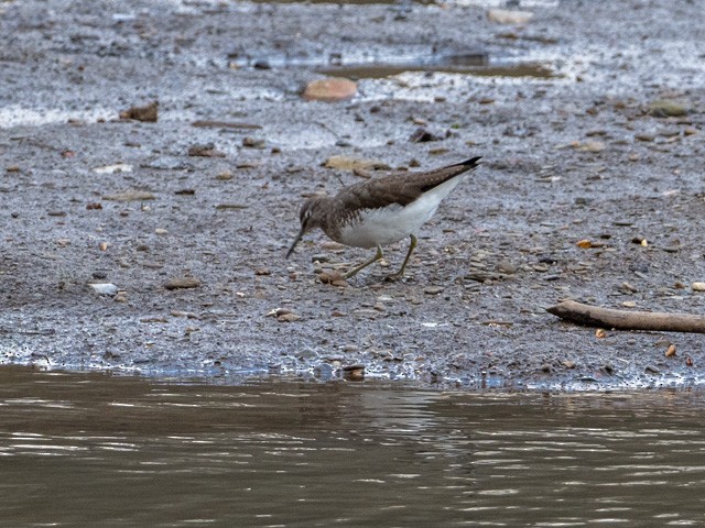 Waldwasserläufer - ML315935071