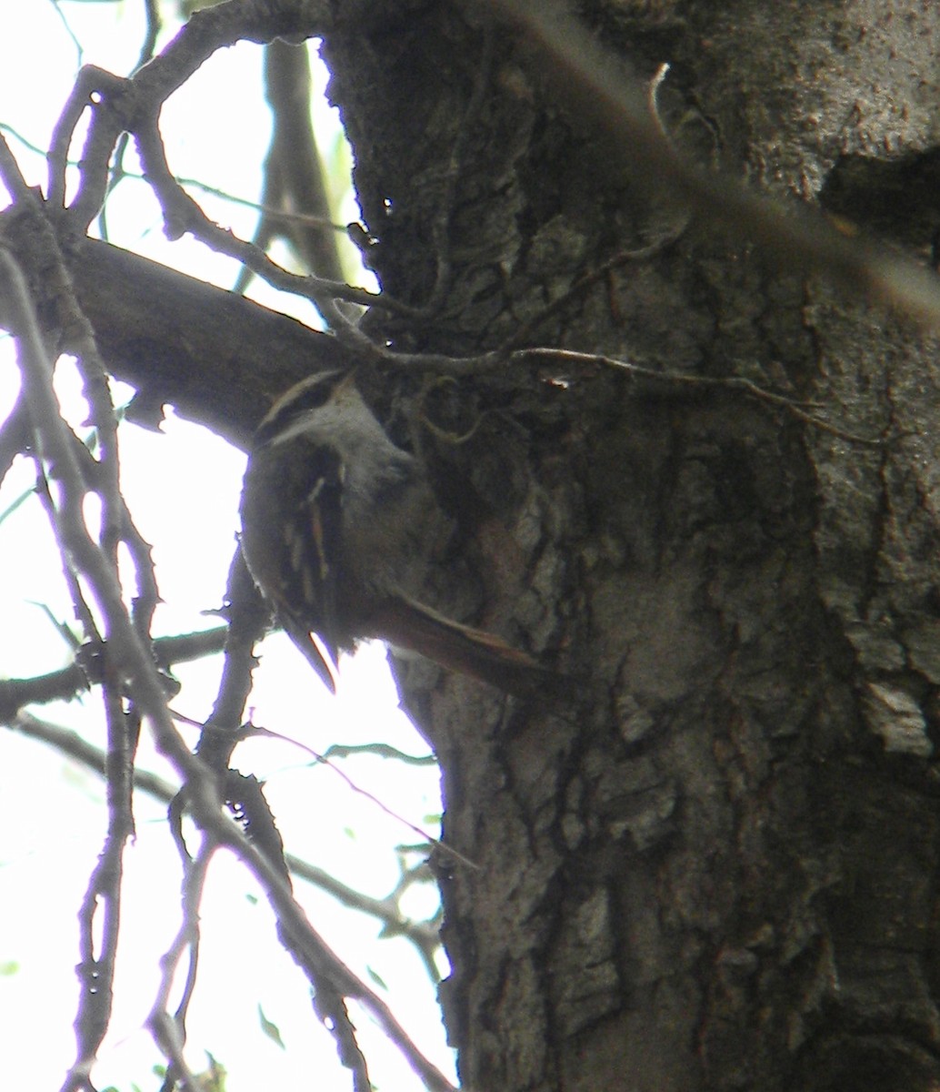 Thorn-tailed Rayadito - Benito Rosende Godoy