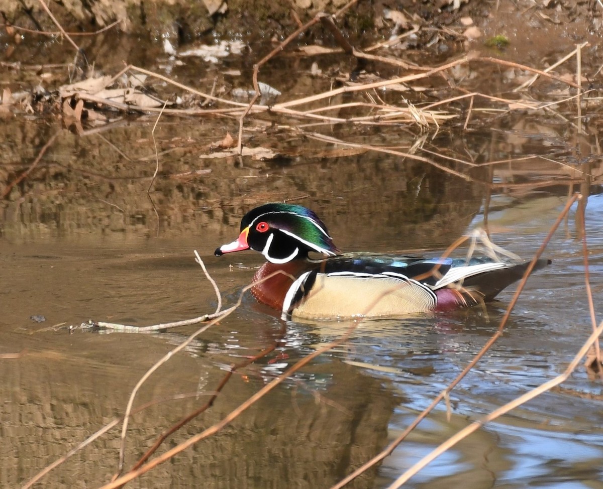 Wood Duck - ML315936431