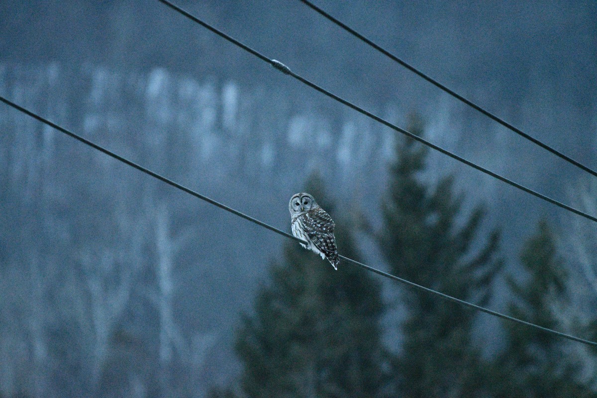 Barred Owl - ML315936631