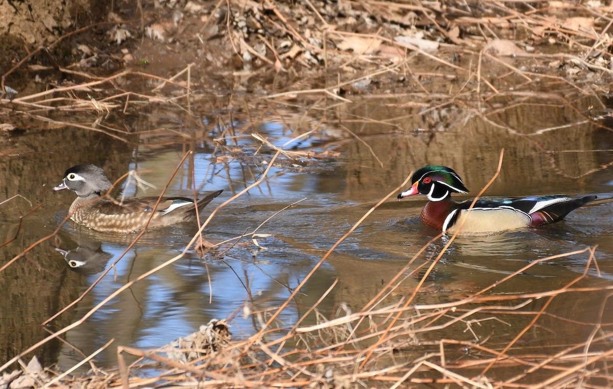 Wood Duck - Carol Hildebrand