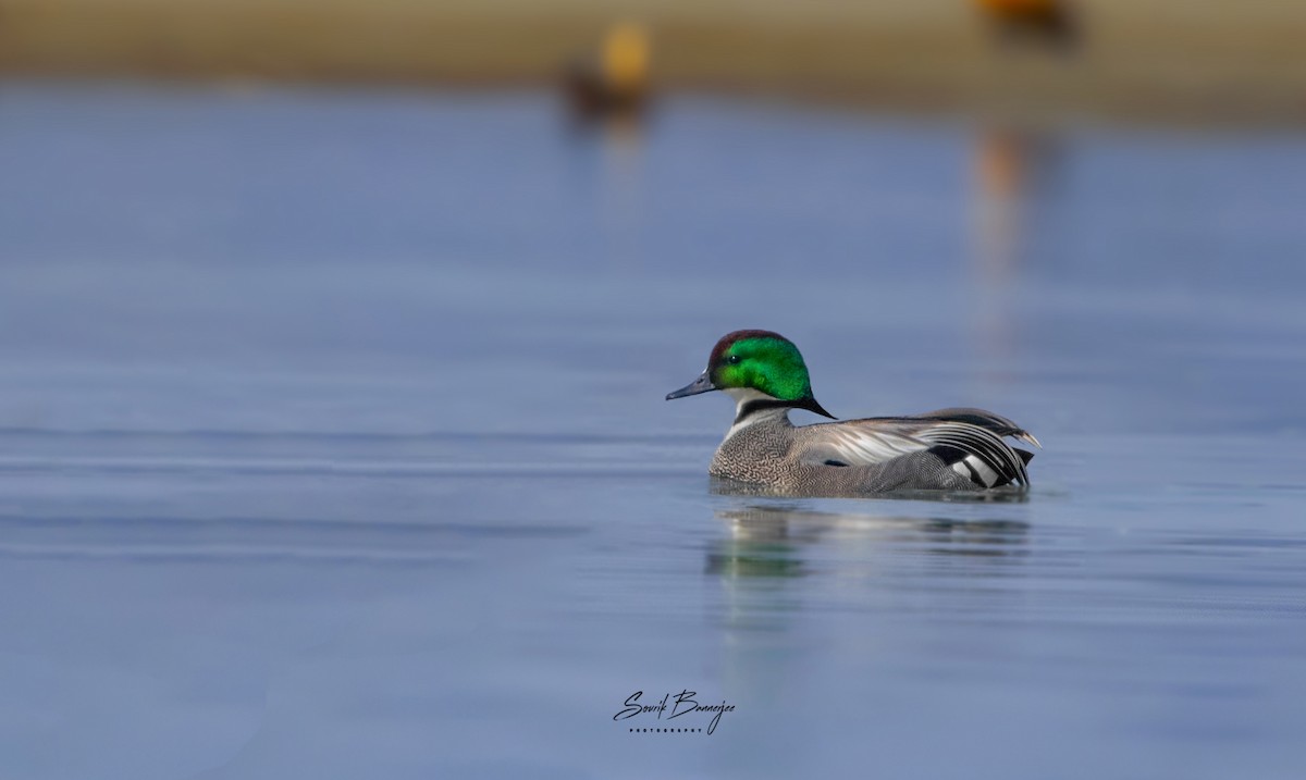 Falcated Duck - ML315937301