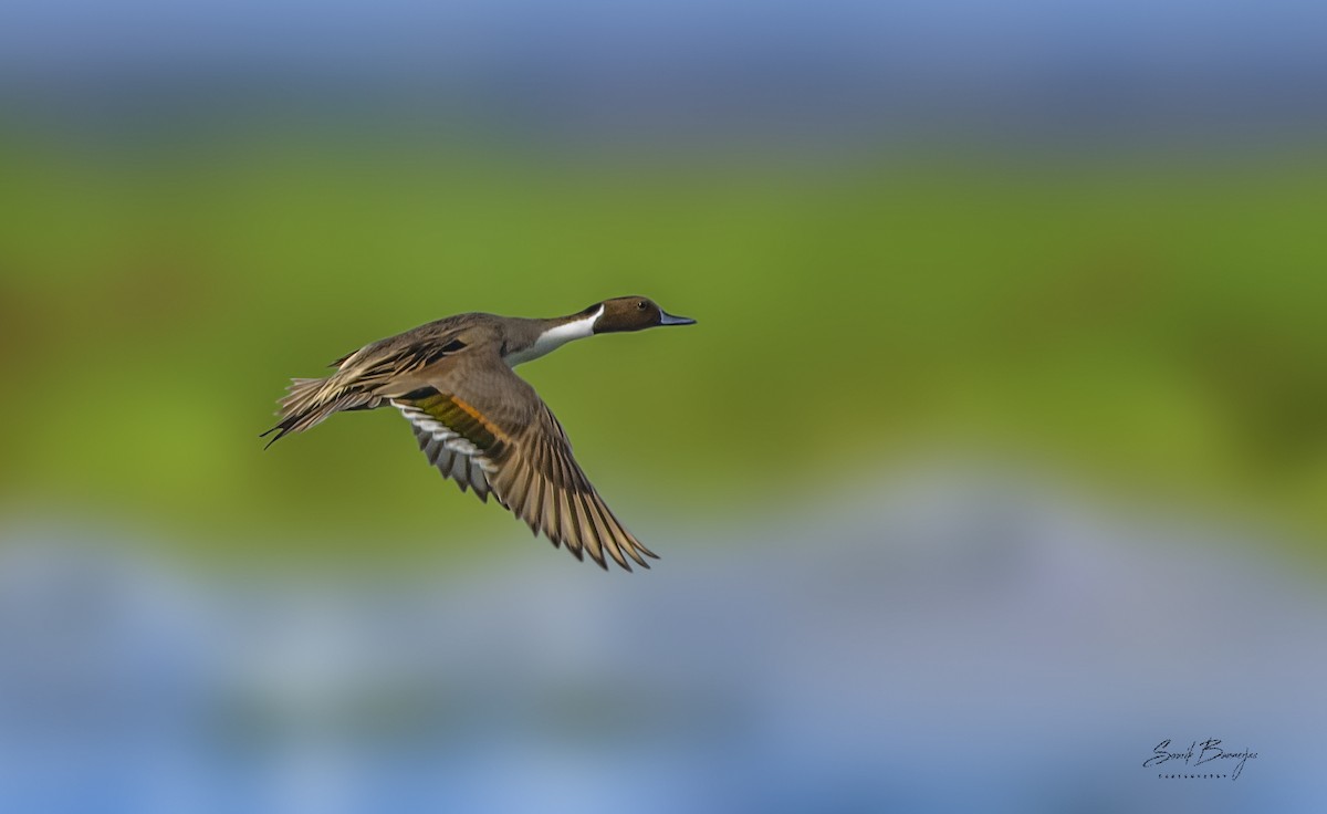 Northern Pintail - ML315937331