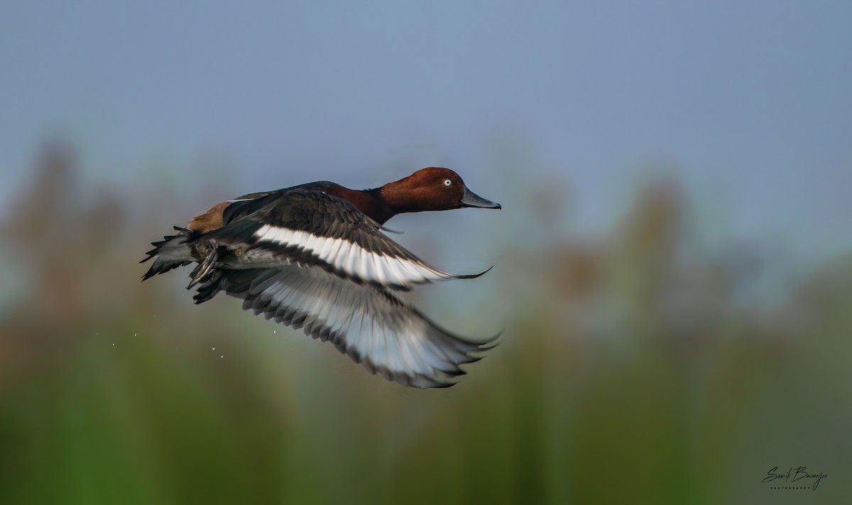 Ferruginous Duck - ML315937351