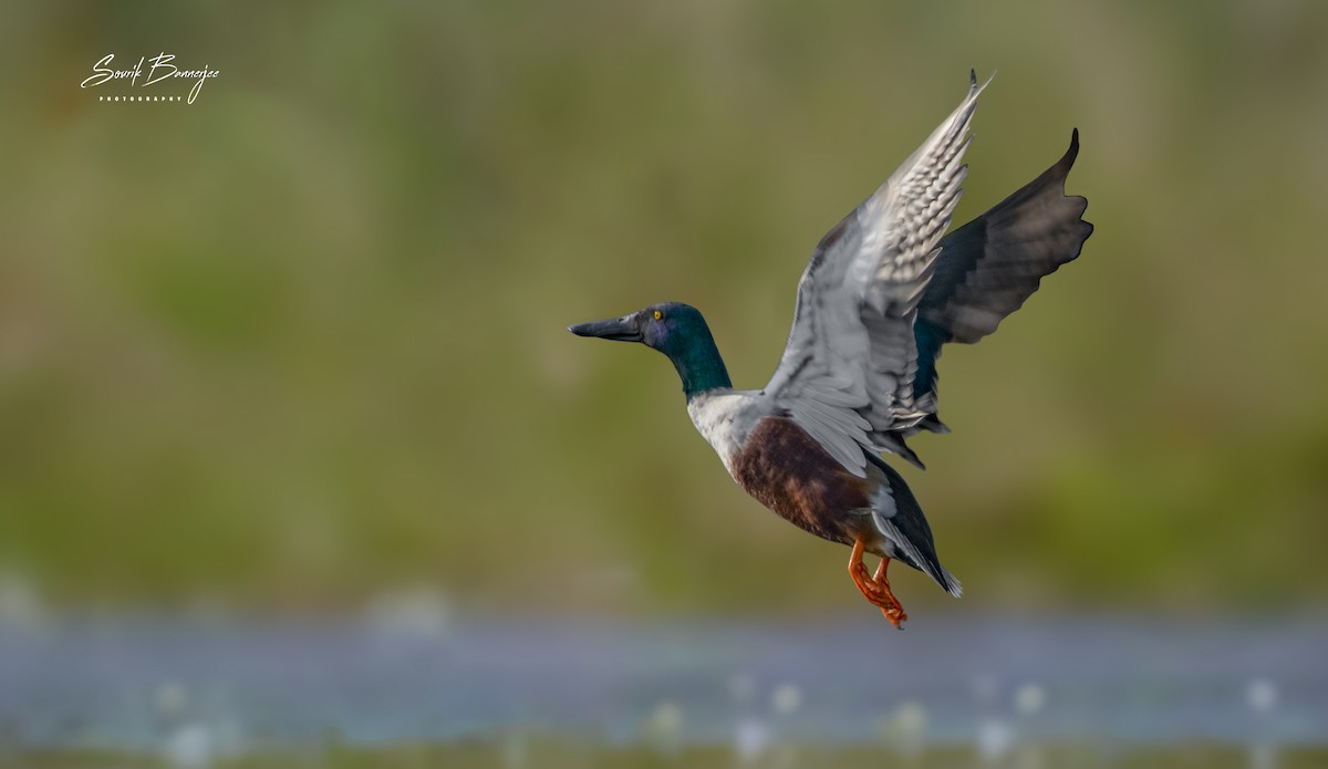 Northern Shoveler - ML315937371