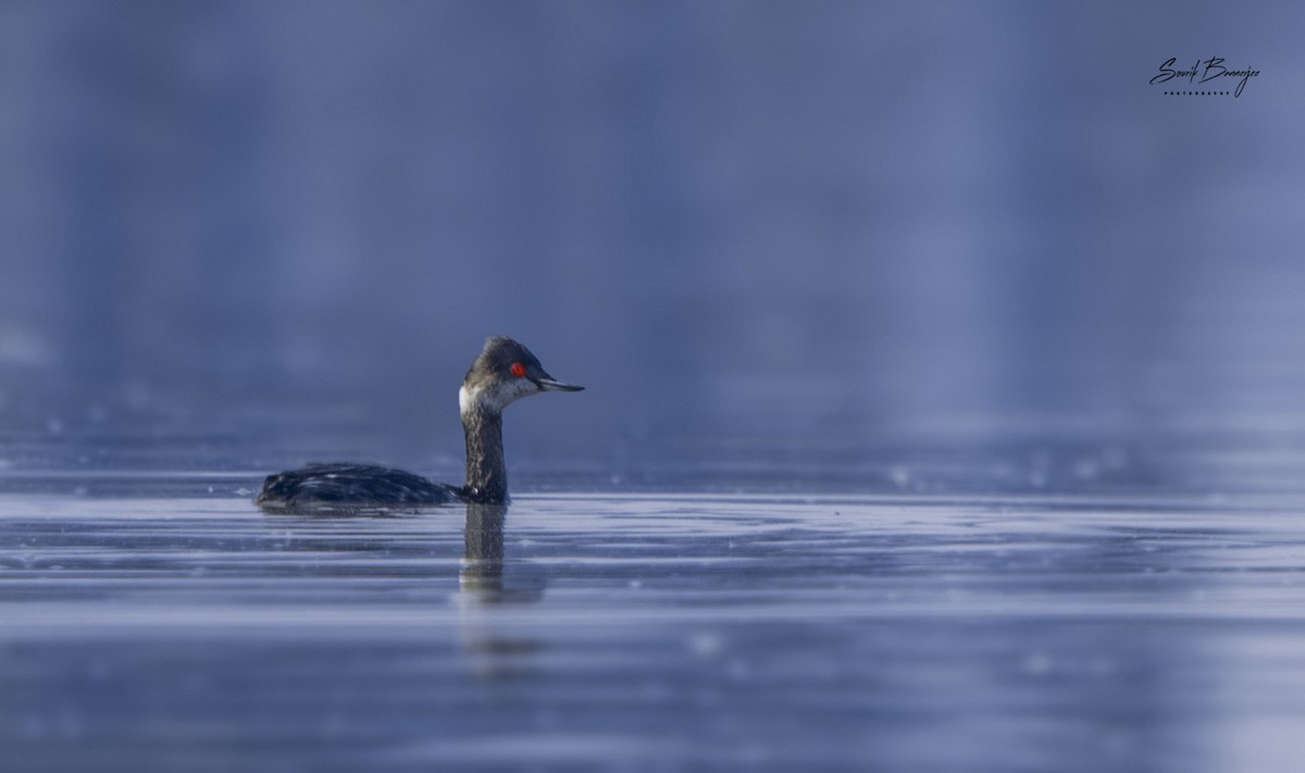 Eared Grebe - ML315937421