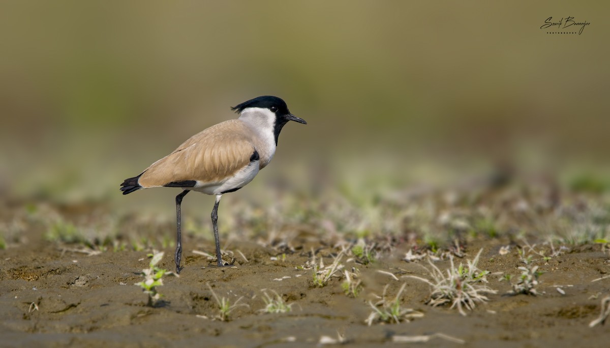 River Lapwing - ML315937551