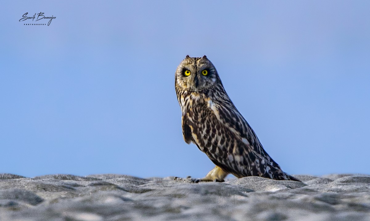 Short-eared Owl - ML315937591