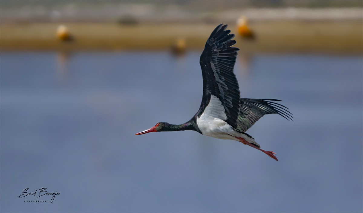 Black Stork - ML315937701