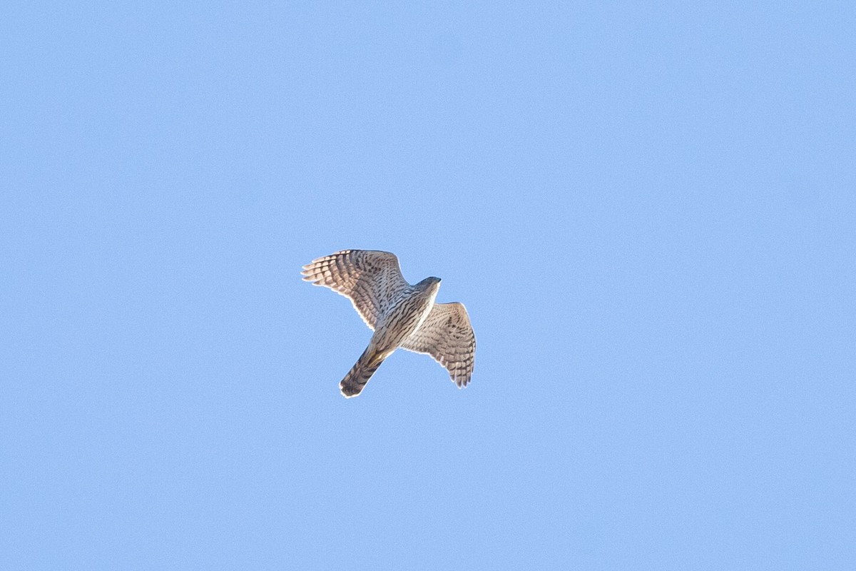 Eurasian Goshawk - ML315938751