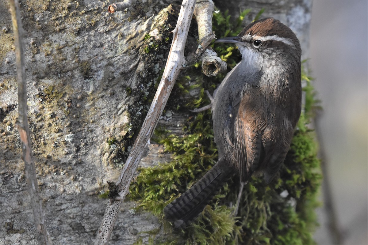 Bewick's Wren - Braden Judson