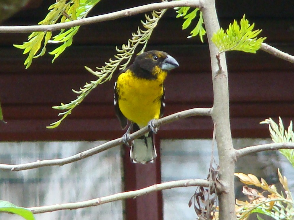 Black-backed Grosbeak - ML315940661