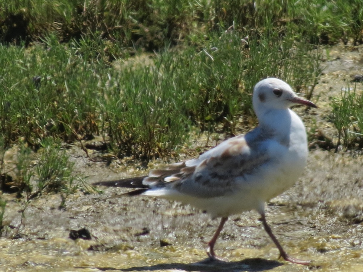 Black-headed Gull - Thomas Brooks