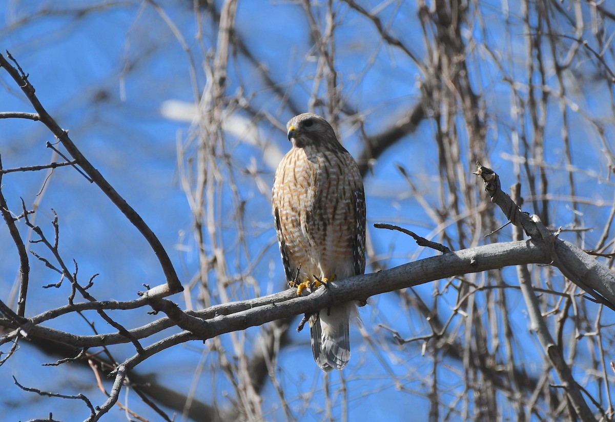 Red-shouldered Hawk - ML315943631