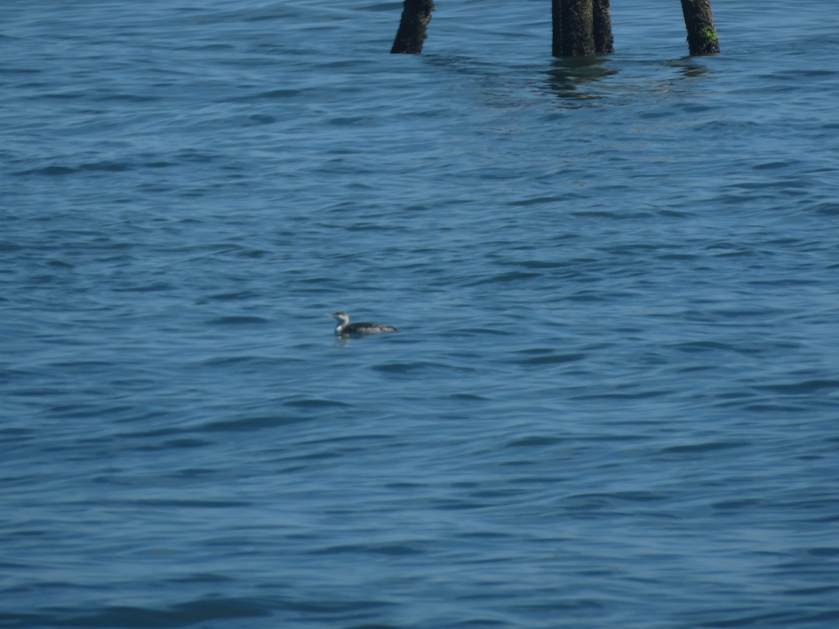 Red-throated Loon - ML315943861