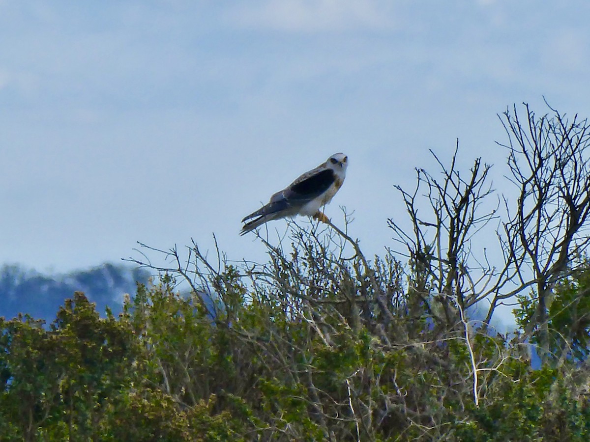 White-tailed Kite - ML315944931