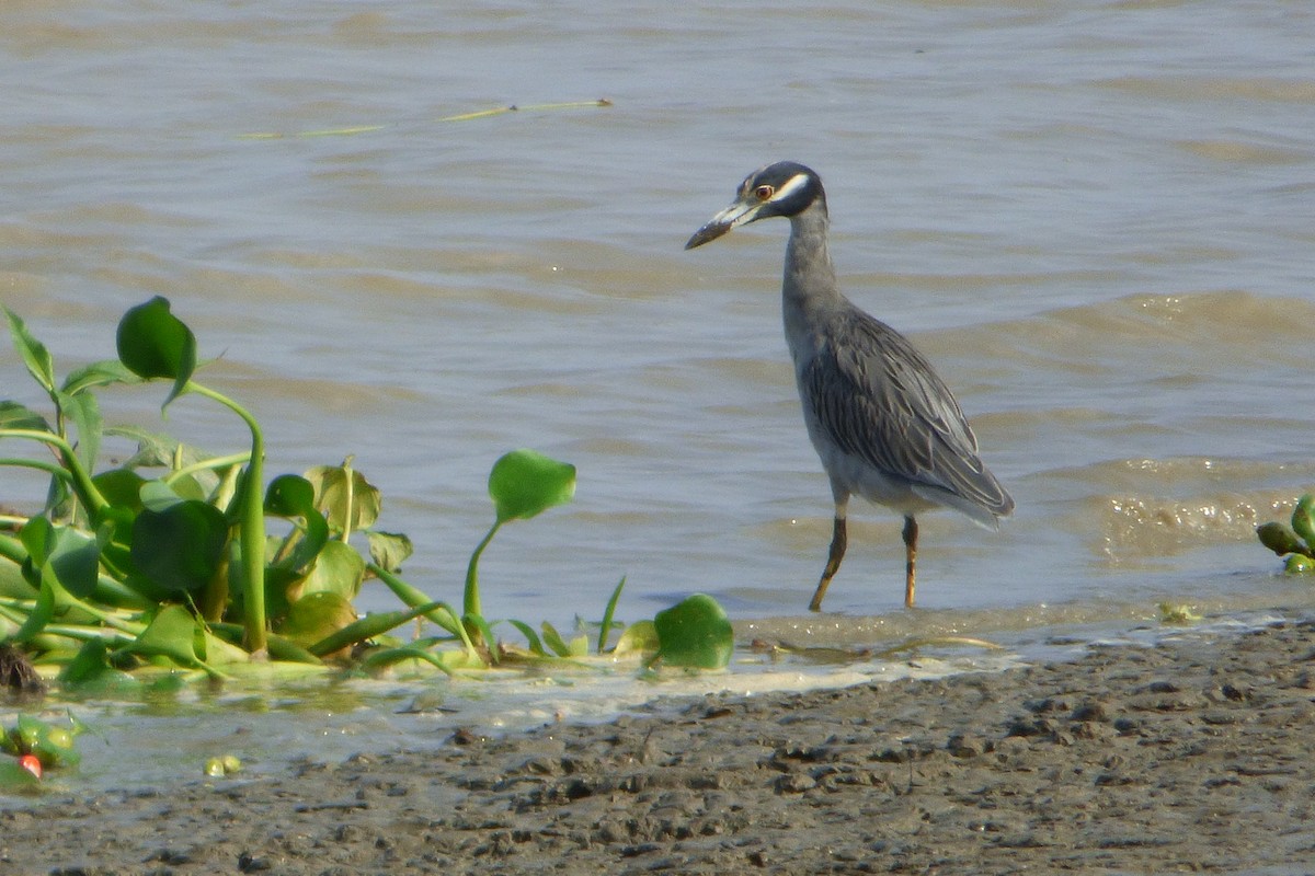 Yellow-crowned Night Heron - ML315952741